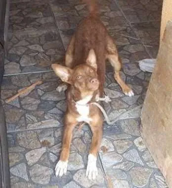 Cachorro raça Vira-lata  idade 1 ano nome Sky