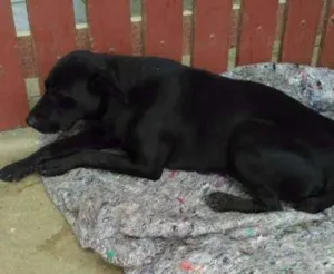 Cachorro raça SRD idade 7 a 11 meses nome Sem Nome