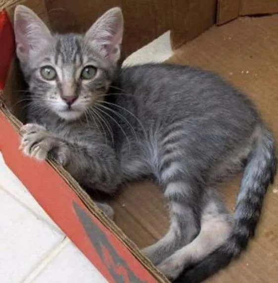 Gato ra a SRD idade 2 a 6 meses nome Lexter