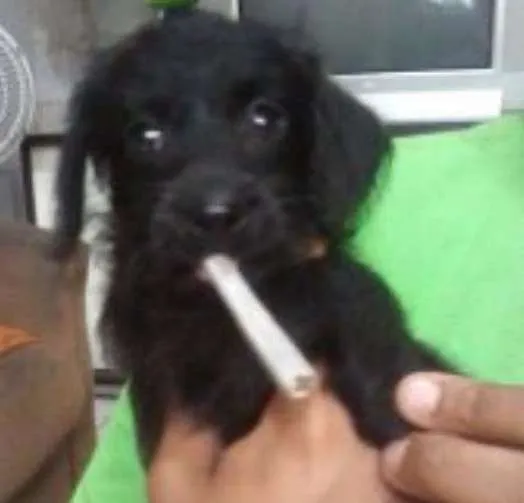 Cachorro ra a Misturado idade 2 anos nome Spike