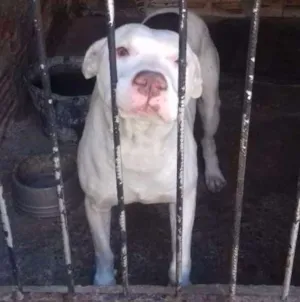 Cachorro raça Pitbull idade 6 ou mais anos nome Hulk