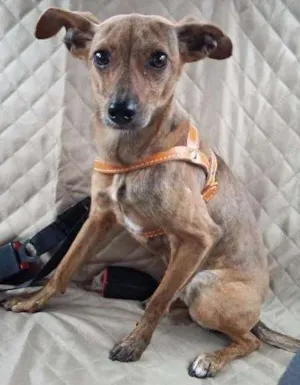 Cachorro raça SRD/MIX Pincher idade 1 ano nome Billie
