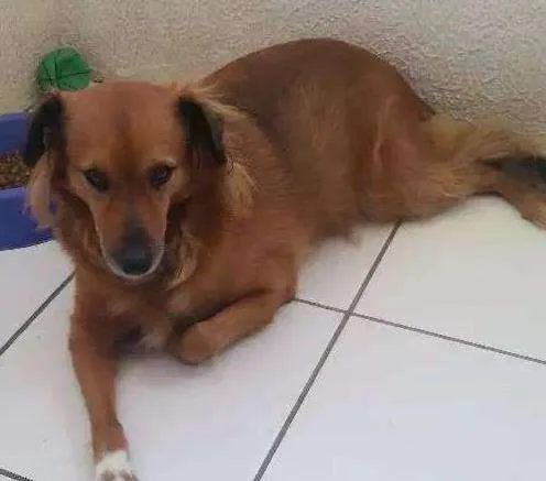 Cachorro ra a Vira lata idade 4 anos nome Talita
