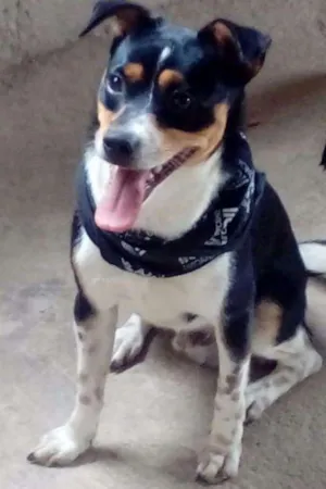 Cachorro raça Mestiço de Fox Paulistinha idade 7 a 11 meses nome Pingo