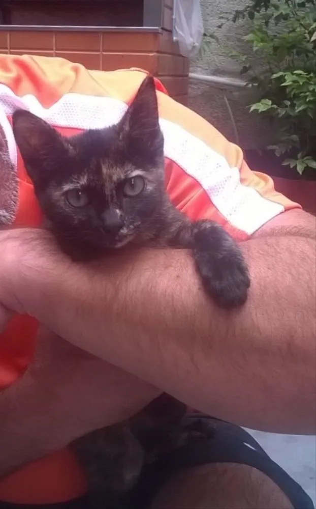 Gato ra a  idade 2 a 6 meses nome Gatos