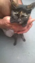 Gatos