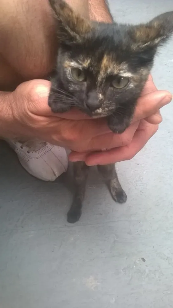 Gato ra a  idade 2 a 6 meses nome Gatos