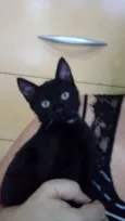 Gatos