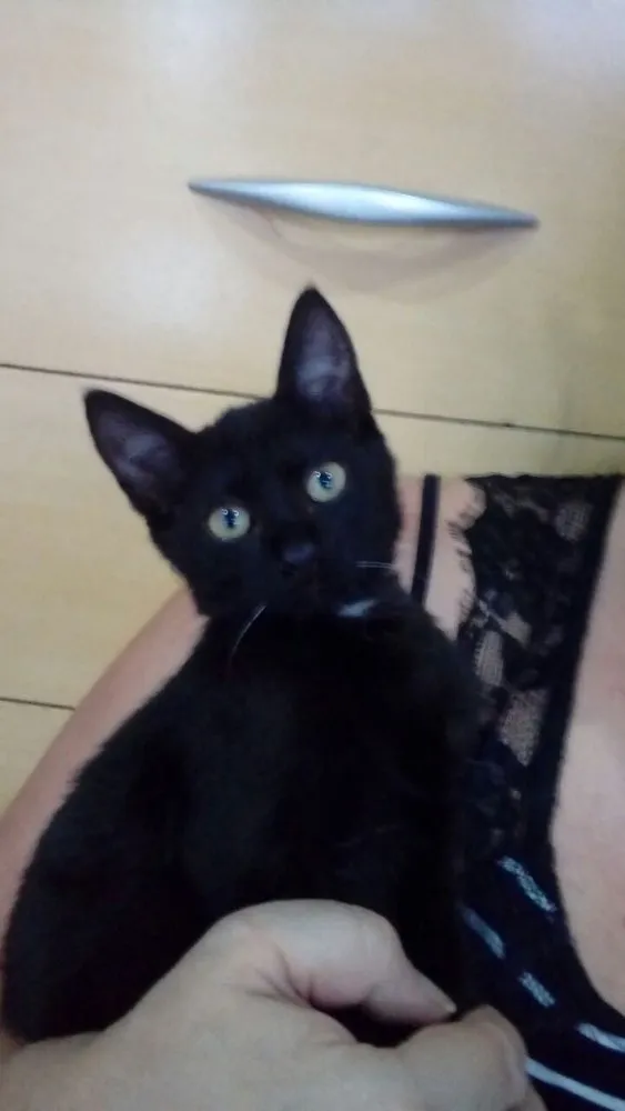 Gato ra a  idade 2 a 6 meses nome Gatos