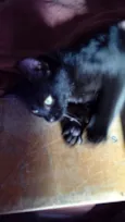 Gatos