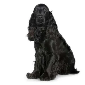 Cachorro raça Cocker idade 6 ou mais anos nome Guido