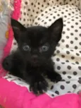 Biscoito