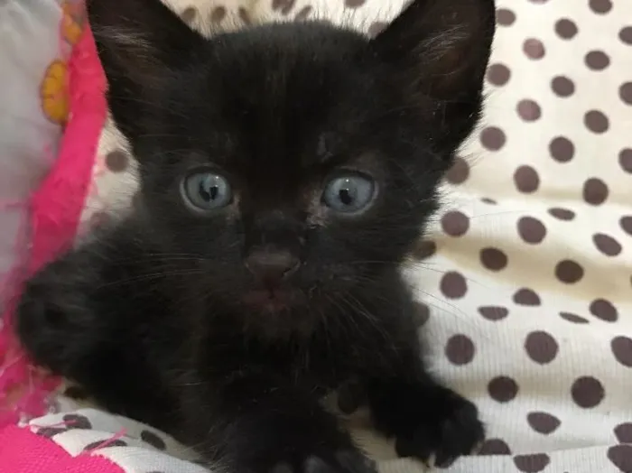 Gato ra a Srd idade Abaixo de 2 meses nome Biscoito 