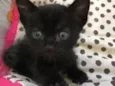 Biscoito