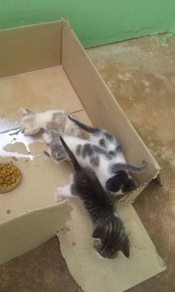 Gato raça Vira lata idade Abaixo de 2 meses nome Sem nomes