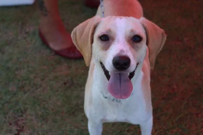 Cachorro ra a SRD idade 1 ano nome Sarah