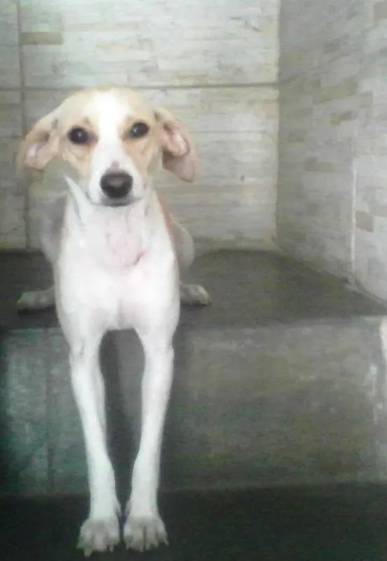 Cachorro ra a SRD idade 1 ano nome Sarah