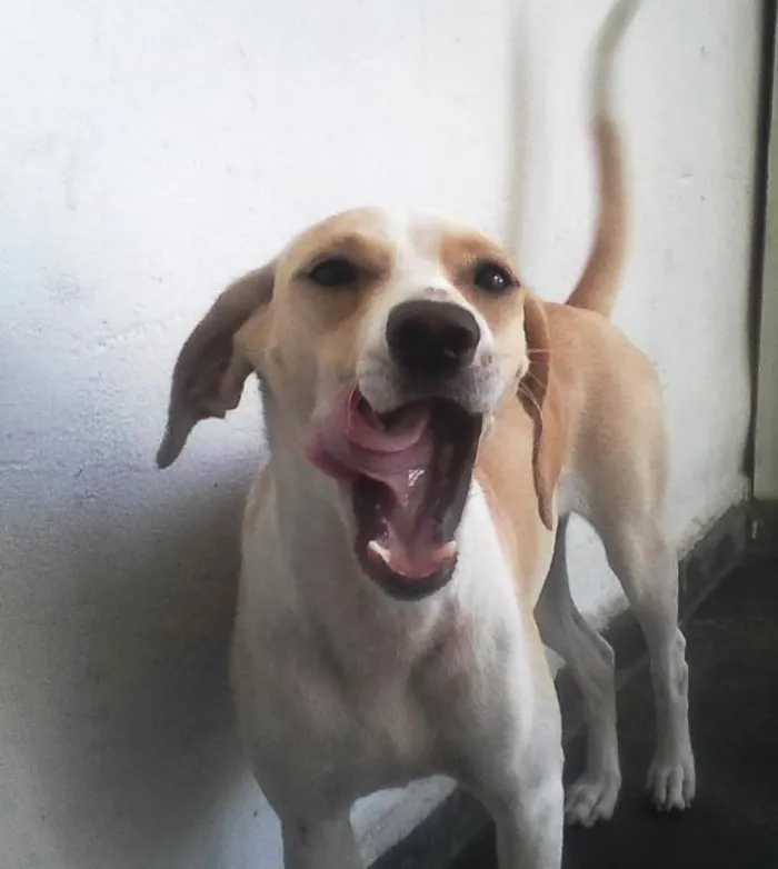 Cachorro ra a SRD idade 1 ano nome Sarah