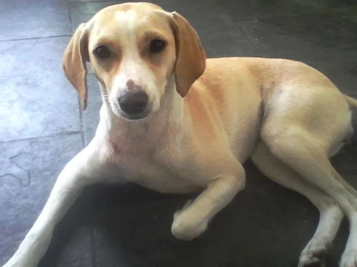 Cachorro ra a SRD idade 1 ano nome Sarah