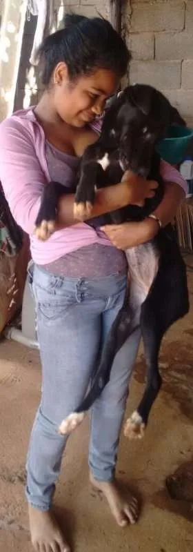 Cachorro ra a rottweiler c/ pitbull idade 7 a 11 meses nome rihana