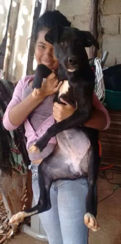 Cachorro ra a rottweiler c/ pitbull idade 7 a 11 meses nome rihana