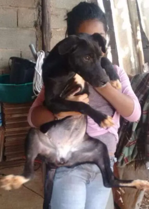 Cachorro ra a rottweiler c/ pitbull idade 7 a 11 meses nome rihana