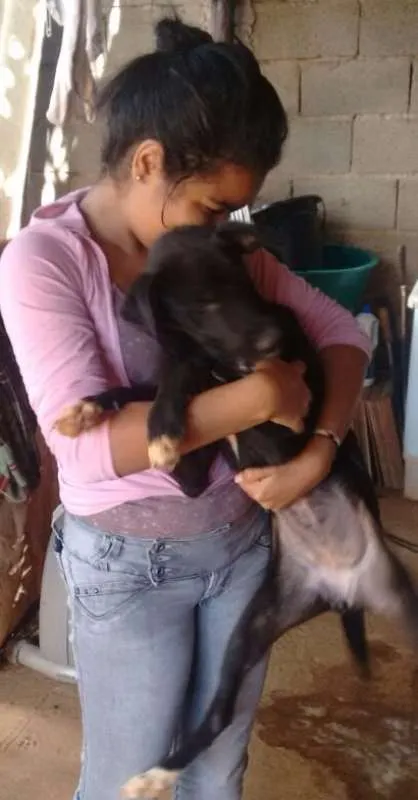 Cachorro ra a rottweiler c/ pitbull idade 7 a 11 meses nome rihana