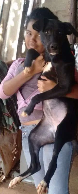 Cachorro ra a rottweiler c/ pitbull idade 7 a 11 meses nome rihana