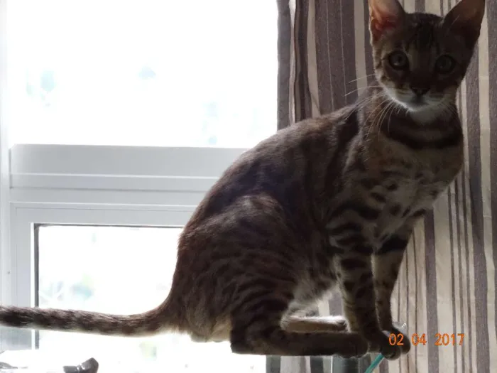 Gato ra a Bengal idade 2 a 6 meses nome Melkor
