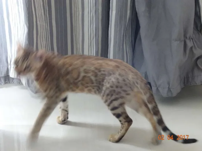 Gato ra a Bengal idade 2 a 6 meses nome Melkor