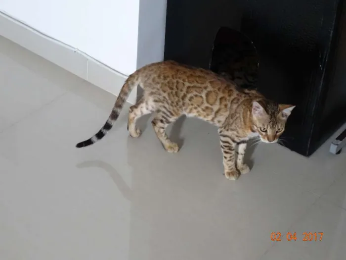 Gato ra a Bengal idade 2 a 6 meses nome Melkor