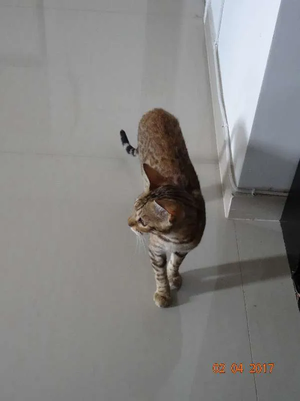 Gato ra a Bengal idade 2 a 6 meses nome Melkor
