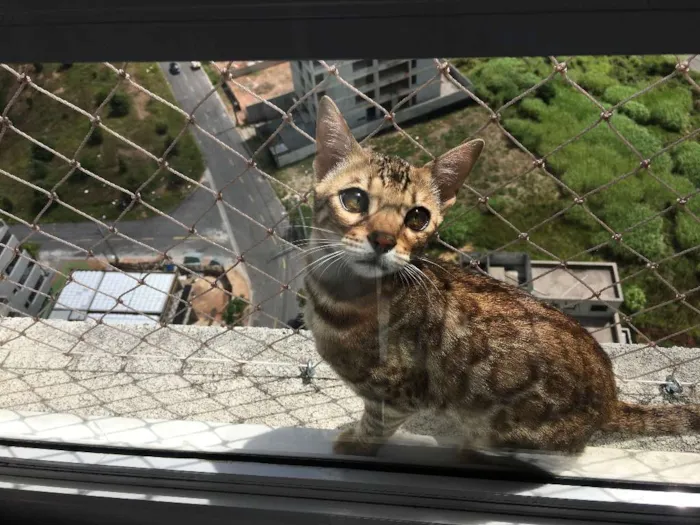 Gato ra a Bengal idade 2 a 6 meses nome Melkor