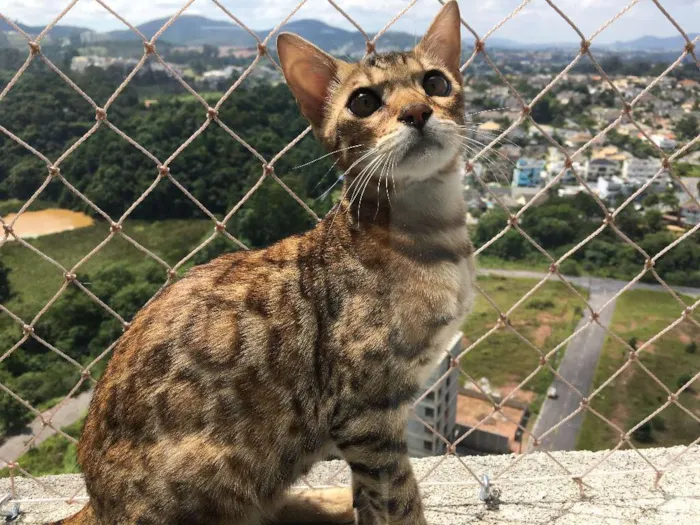 Gato ra a Bengal idade 2 a 6 meses nome Melkor