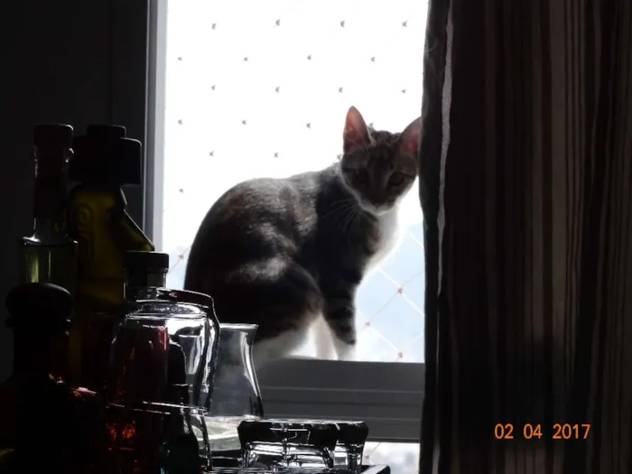 Gato ra a SRD idade 2 a 6 meses nome Lagertha