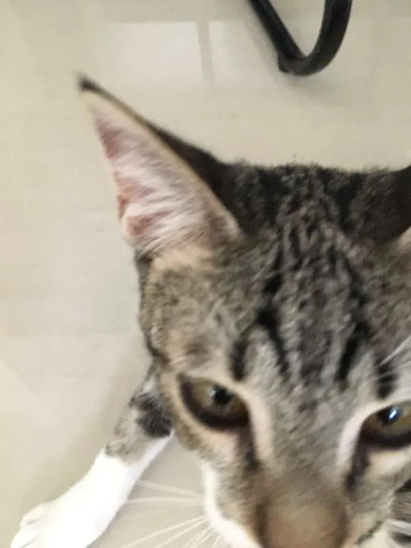 Gato ra a SRD idade 2 a 6 meses nome Lagertha