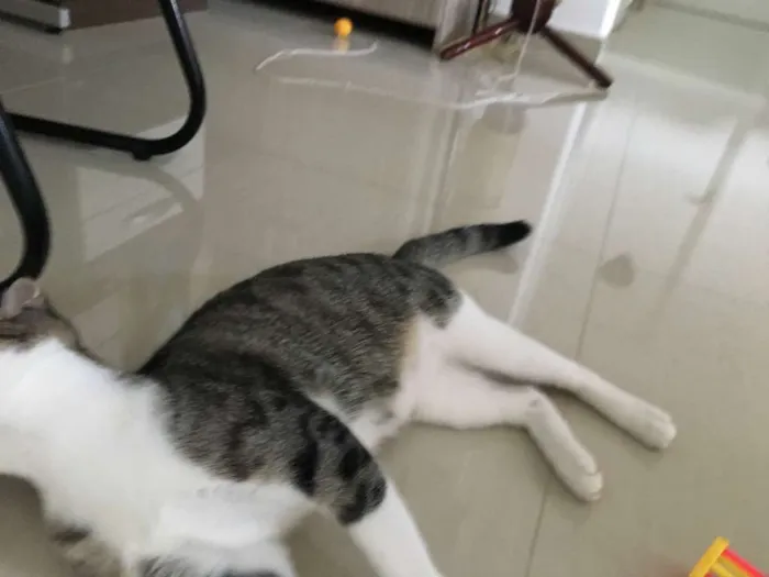 Gato ra a SRD idade 2 a 6 meses nome Lagertha