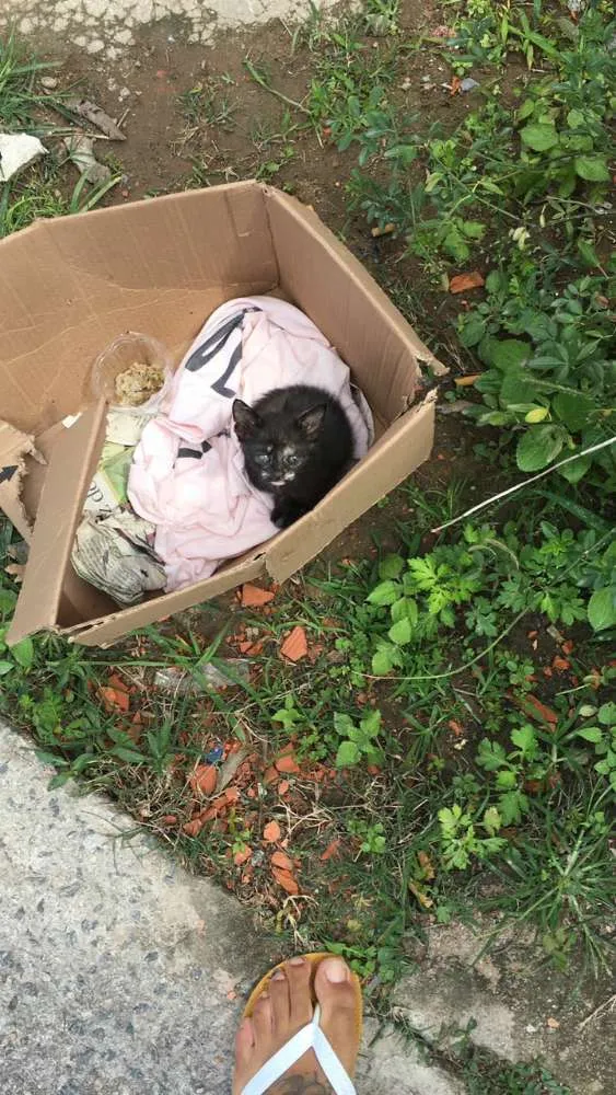 Gato ra a  idade 2 a 6 meses nome naum tem nome