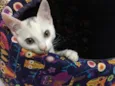 BILU