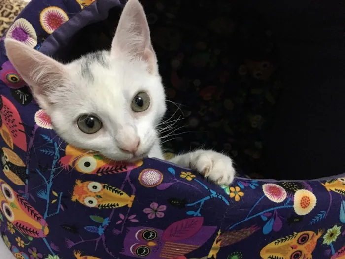Gato ra a SRD idade 2 a 6 meses nome BILU
