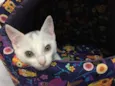 BILU