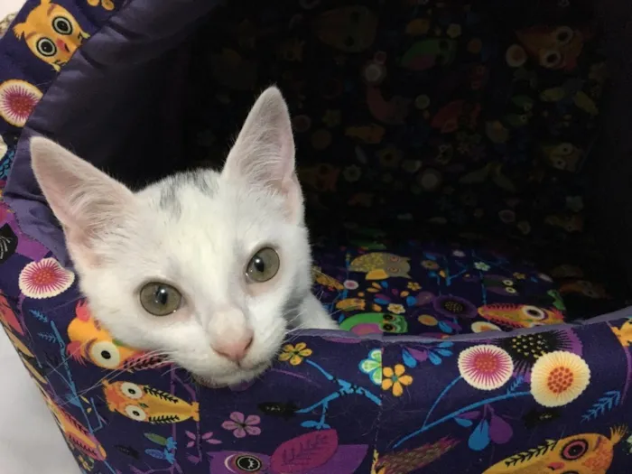 Gato ra a SRD idade 2 a 6 meses nome BILU