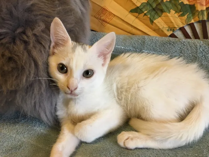 Gato ra a SRD idade 2 a 6 meses nome BILU