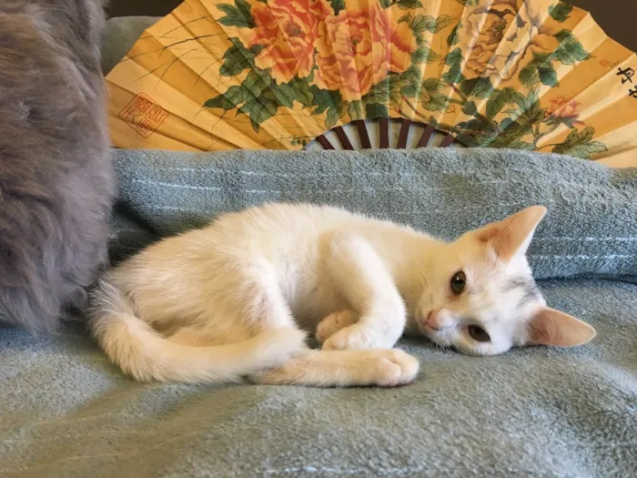 Gato ra a SRD idade 2 a 6 meses nome BILU