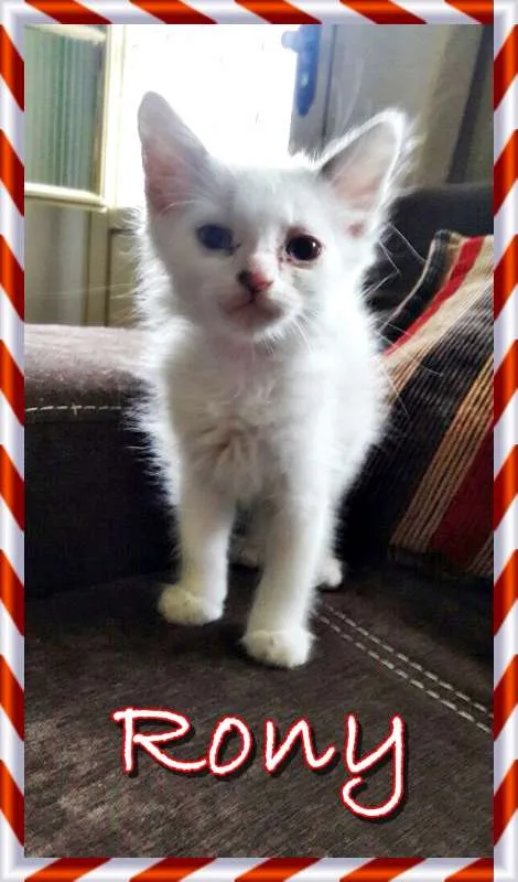 Gato ra a SRD idade Abaixo de 2 meses nome Rony