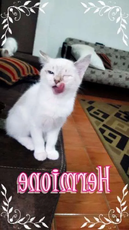 Gato ra a SRD idade Abaixo de 2 meses nome Hermione