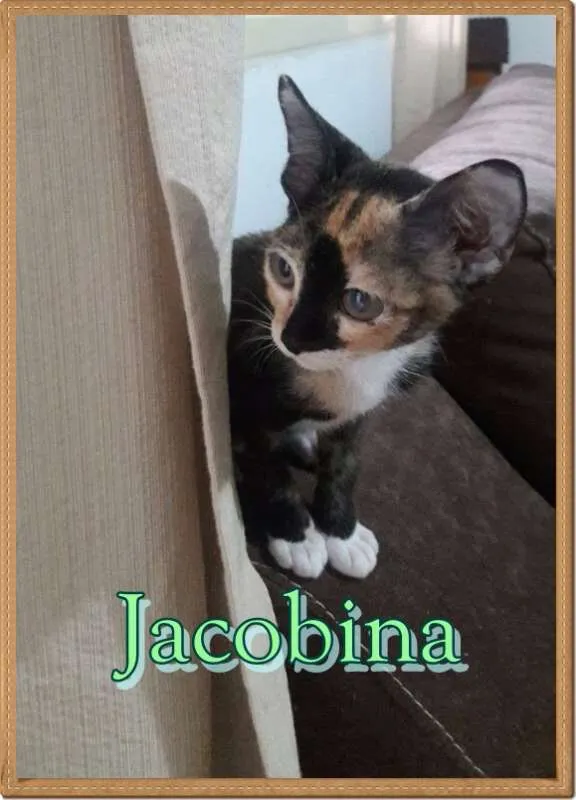 Gato ra a SRD idade Abaixo de 2 meses nome Jacobina