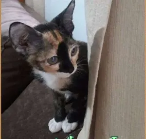 Gato raça SRD idade Abaixo de 2 meses nome Jacobina
