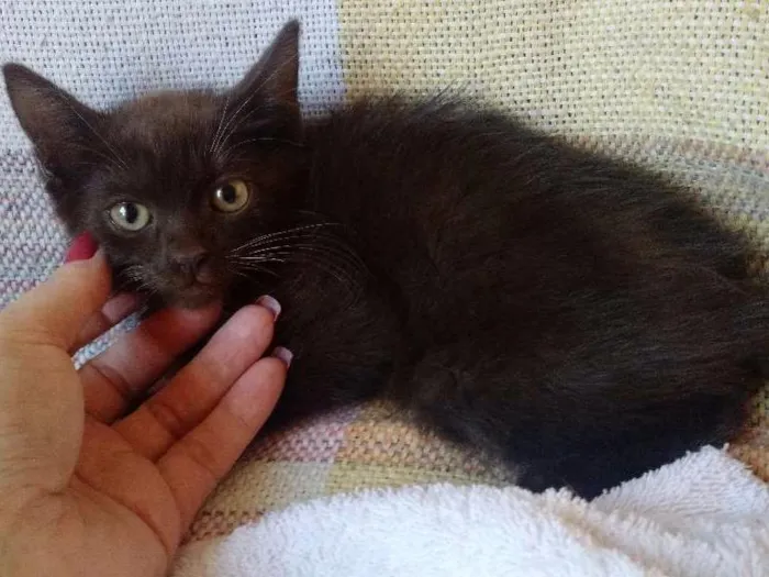 Gato ra a Sem raça é  idade Abaixo de 2 meses nome Sem nome