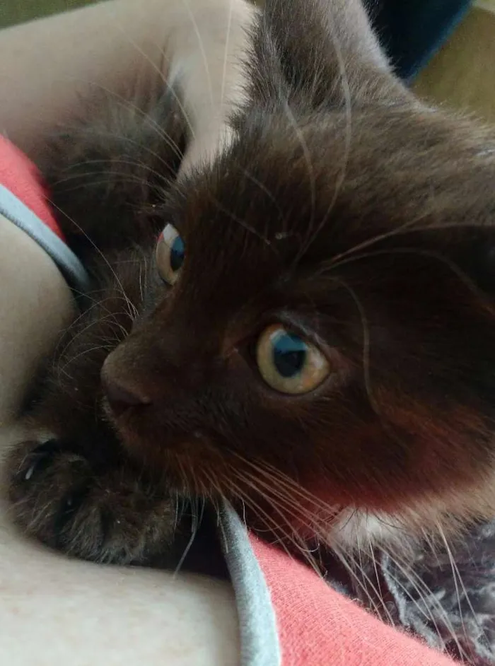 Gato ra a Sem raça é  idade Abaixo de 2 meses nome Sem nome